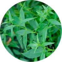 Andrographis Paniculata