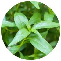 Andrographis Paniculata