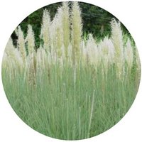 Andropogon Gerardii - Bluestem