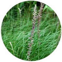 Anemarrhena Asphodeloides