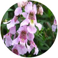 Angelonia Angustifolia