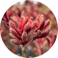 Anigozanthos - Kangaroo Paw