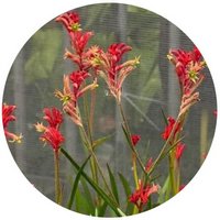 Anigozanthos - Kangaroo Paw