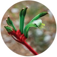Anigozanthos - Kangaroo Paw