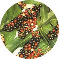 Antidesma Bunius - Bignay