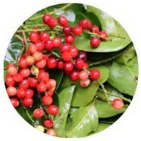 Antidesma Bunius - Bignay