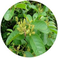 Antidesma Ghaesembilla