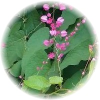Antigonon Leptopus