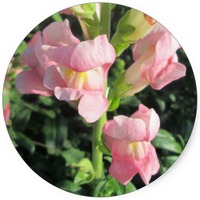 Antirrhinum Majus