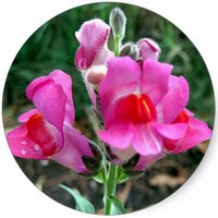 Antirrhinum Majus