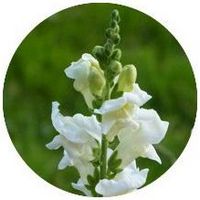 Antirrhinum Majus