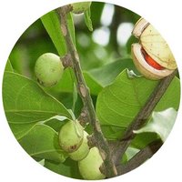 Aphanamixis Polystachya