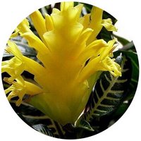 Aphelandra Squarrosa