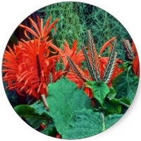 Aphelandra Tetragona