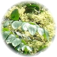 Aralia Elata