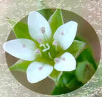 Arenaria Serpyllifolia