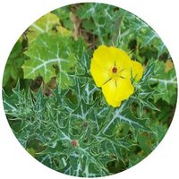 Adormidera Espinosa - Argemone Mexicana