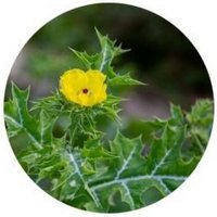 Argemone Mexicana -Adormidera Espinosa