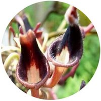 Aristolochia Fordiana