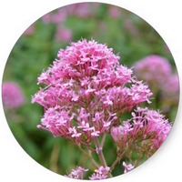 Armeria Maritima