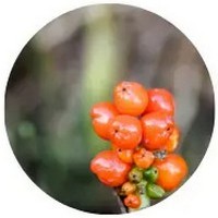 Arum Fruit