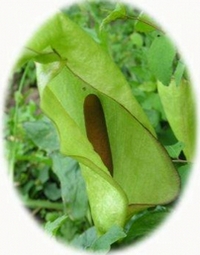 Arum Italicum