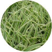 Arrhenatherum Elatius