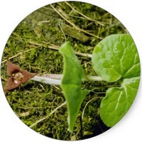 Asarum Europaeum