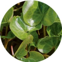 Asarum Europaeum