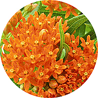 Asclepias - Milkweed