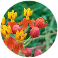 Asclepias - Milkweed