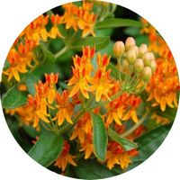 Asclepias - Milkweed