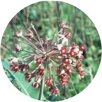 Asclepias Amplexicaulis