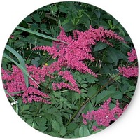Astilbe Chinensis