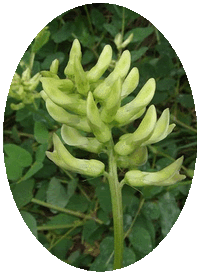 Astragalus Glycyphyllos