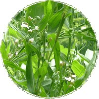 Astragalus Membranaceus