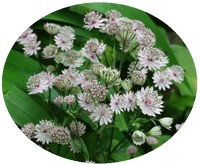 Astrantia Major
