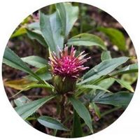 Atractylodes Macrocephala