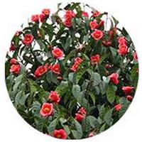 Atractylodes Macrocephala - Bai Zhu