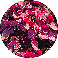 Atriplex - Red Aroch