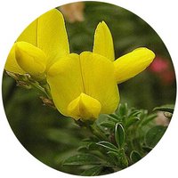 Aulaga: Genista Triacanthos