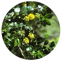 Azara Serrata