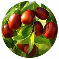 Azufaifo: Zizyphus Jujuba