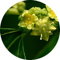 Azufaifo: Zizyphus Jujuba