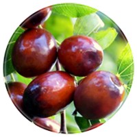 Azufaifo: Zizyphus Jujuba