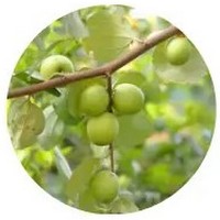 Azufaifo: Zizyphus Jujuba