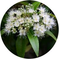 Backhousia Citriodora