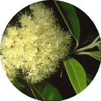 Backhousia Citriodora