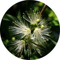 Backhousia Citriodora - Mirto Limon