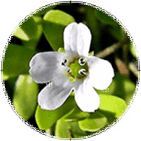 Bacopa Monnieri